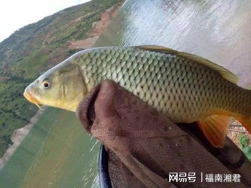 吃瓜吃鲤鱼图片搞笑,吃瓜群众笑翻天！