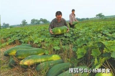 孟州吃瓜视频,揭秘当地特色美食背后的故事