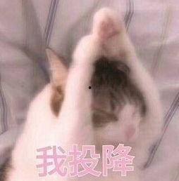 吃瓜哄女朋友,哄女友心花怒放