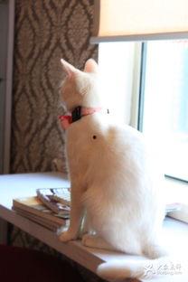 猫咪吃瓜背影图片,背影成萌宠焦点