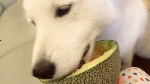 环球萌宠吃瓜群众,吃瓜群众眼中的萌宠趣事