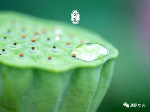 白露可以吃瓜吗,吃瓜正当时