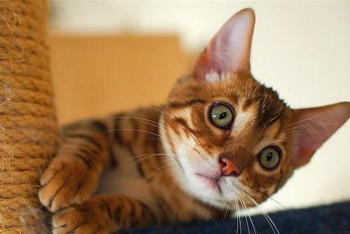 吃瓜的猫咪合集图片,猫咪合集里的趣味瞬间