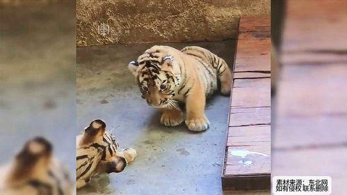 小老虎外卖吃瓜,揭秘美食背后的故事