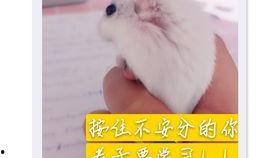 如何防止老鼠吃瓜,全方位守护丰收的秘密武器