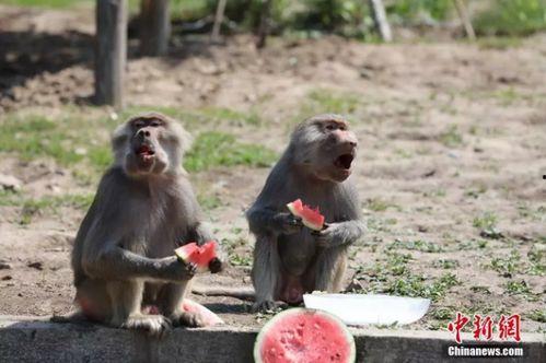 盘点吃瓜动物,那些爱吃瓜的动物世界奇观