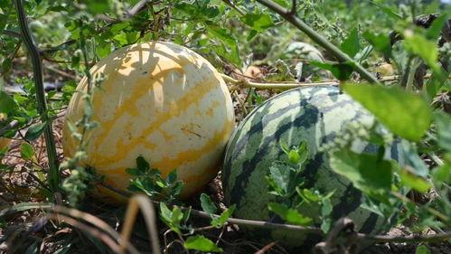 依诺吃瓜,揭秘娱乐圈幕后故事