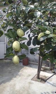 喜欢吃树瓜,舌尖上的自然馈赠