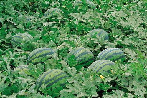 葛仙山吃瓜比赛,一场别开生面的吃瓜盛宴