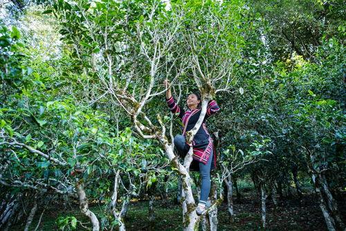 古茶树下吃瓜群众,吃瓜群众热议茶香人生