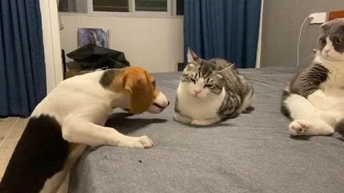 吃瓜群众抢眼视频下载