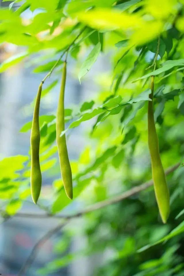 夏天乘凉吃瓜视频,一起享受清凉夏日时光