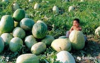 吃瓜山东菏泽,吃瓜群众眼中的地方风情