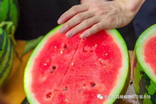 河北学院吃瓜,揭秘校园里的“瓜田”风云