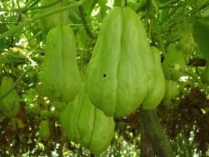 佛手瓜怎么吃芒果,佛手瓜与芒果的跨界美食之旅