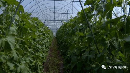 西昌吃瓜引擎盖,揭秘美食背后的故事与传奇