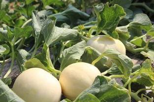 吃瓜吃瓜永远吃瓜,永远沉浸于瓜田的欢乐与思考