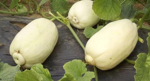 青州盛宇吃瓜,吃瓜群众的欢乐盛宴