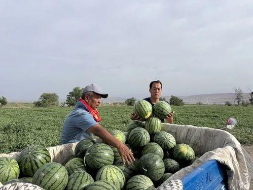 驴友吃瓜,揭秘户外探险中的趣味瞬间