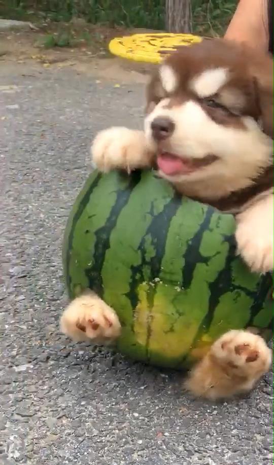 跟狗吃瓜,揭秘狗狗的八卦世界