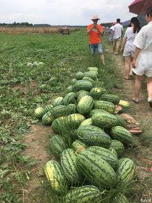 最新广西吃瓜,探寻最新“吃瓜”潮流