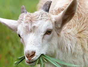 羊吃方瓜吗,一场奇妙的食趣之旅