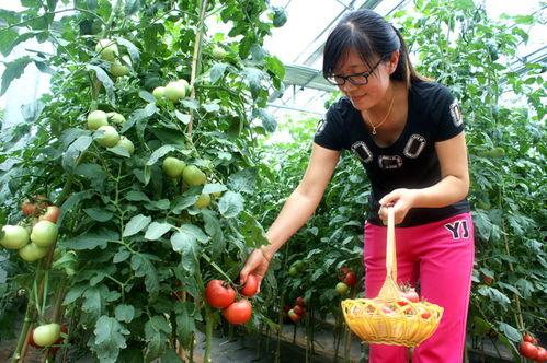 寿光洛城吃瓜,瓜香四溢的夏日美食之旅