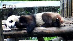 熊猫妹吃瓜,揭秘娱乐圈那些不为人知的幕后故事