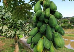 棵棵瓜怎么吃,棵棵瓜的多样美味吃法