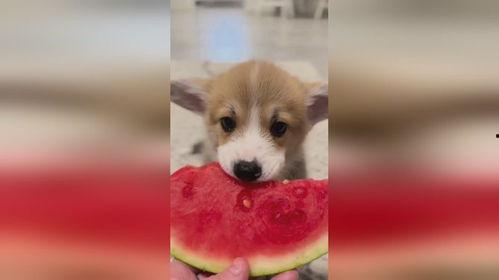 小狗吃瓜图高清,小狗吃瓜图高清大赏