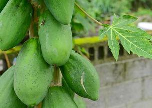 台湾情侣吃瓜图片,甜蜜瞬间引网友热议