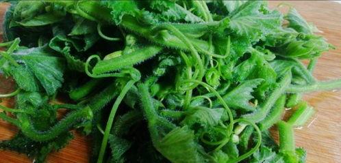 瓜叶花怎么吃,家常烹饪新宠