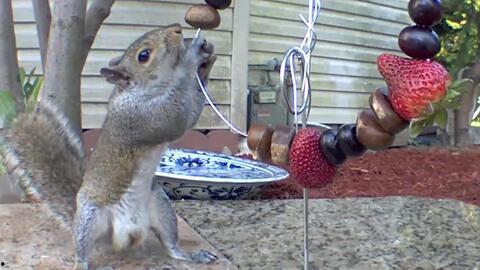 松鼠吃爱吃瓜,揭秘松鼠的瓜爱之谜
