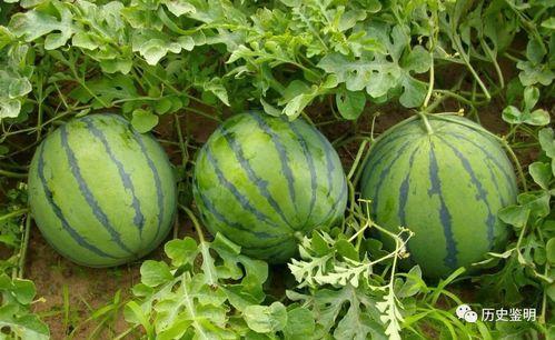 边看新闻边吃瓜