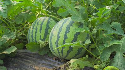 南京工程吃瓜视频,揭秘校园生活趣味瞬间