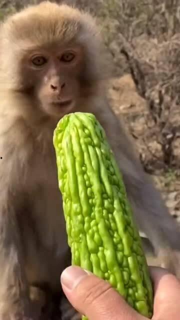 猴子瓜怎么吃,猴子瓜的多样食用方法揭秘