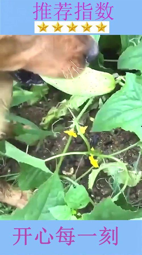 太九新鲜吃瓜,揭秘娱乐圈幕后故事