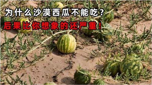 吃瓜有什么后果,揭秘网络舆论的蝴蝶效应