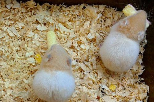 仓鼠可以吃梨瓜嘛,梨瓜是否适合作为仓鼠美食？