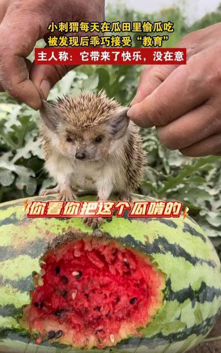 小动物吃瓜,小动物们的美食盛宴