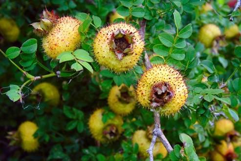 刺梨吃瓜的图片搞笑,笑果连连，一场视觉盛宴！