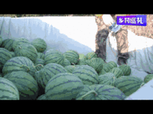 盐城东台吃瓜事件,一场网络热议背后的真相揭秘