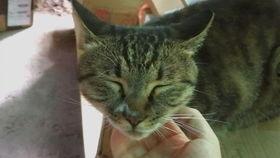 小狸吃瓜后续,揭秘娱乐圈背后的真相与风波