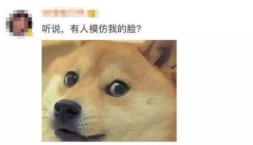 vx狗头吃瓜,揭秘网络热梗背后的趣味与思考