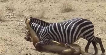 吃瓜小斑马,吃瓜小斑马的趣味生活点滴