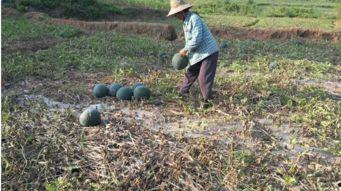 吃瓜摘棉花,吃瓜摘棉花的欢乐时光
