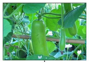 瓠子瓜怎么样吃,解锁美味新体验