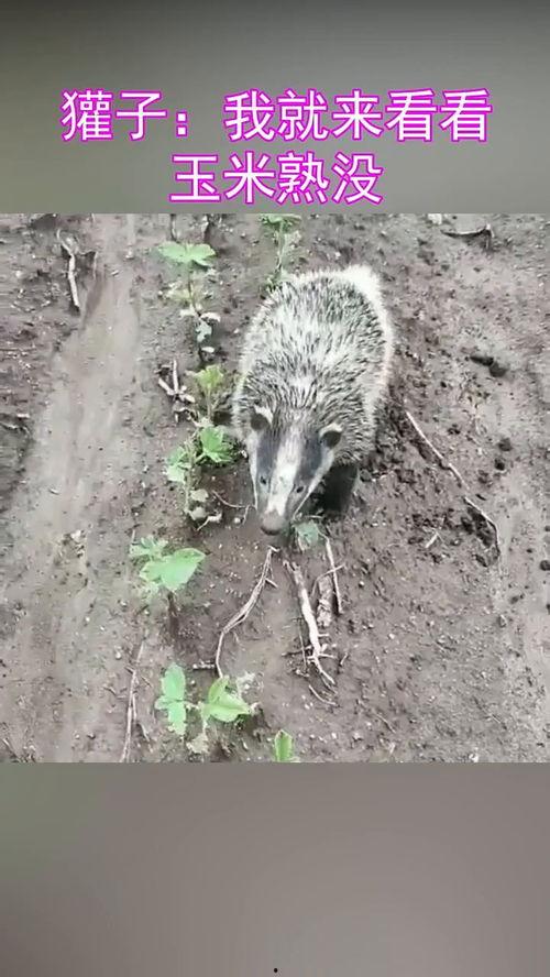 猹吃獾瓜,一场生态界的奇妙邂逅